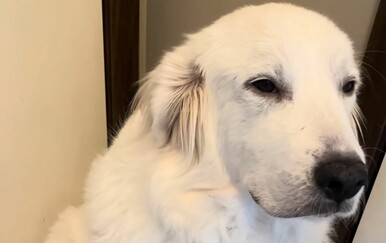 Uhvatila kujicu na djelu, njezina reakcija odala ju je istog trena