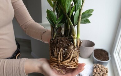 Zamija i presađivanje: Kada je pravo vrijeme i kako ubrzati rast?