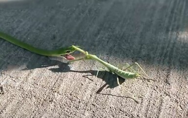 Snimili neobičan obračun u životinjskom carstvu, ovakav prizor rijetko se viđa