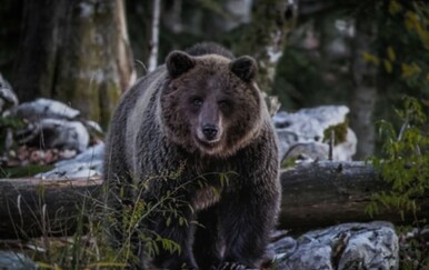 Hrvatski safari CroMedo u Gorskom kotaru