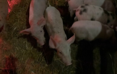 Svinjogojstvo na koljenima: Cijena proizvodnje i do 15 posto viša od prodajne