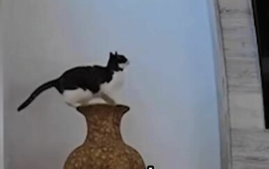 Mačke su ih skupo stajale, pogledajte kakav su sve nered napravile