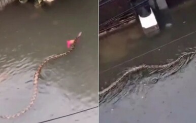 Poplave na Baliju na gradske ulice donijele pitone