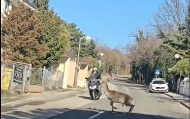 Jelen se usred Zagreba zabio u motociklista