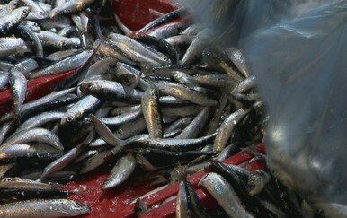 Sjeverni Jadran pod novim pravilima: "Naše ribarstvo će ovako potonuti"