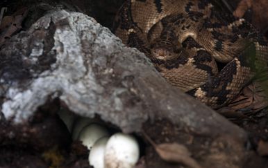 Zmija i jaja, ilustracija (Foto: AFP)