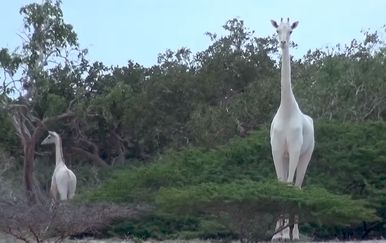 Bijele žirafe (Foto: Screenshot/Facebook)