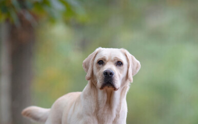 Labrador retriver