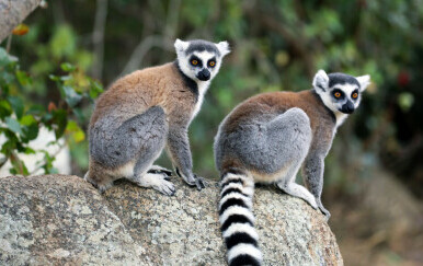 Lemuri na Madagaskaru