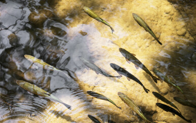Riba u rijeci, ilustracija