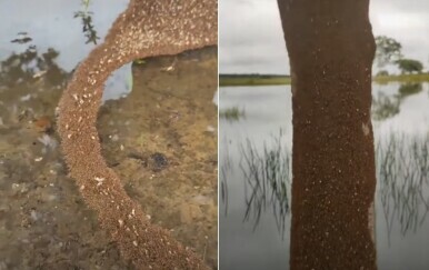 Mravlji most