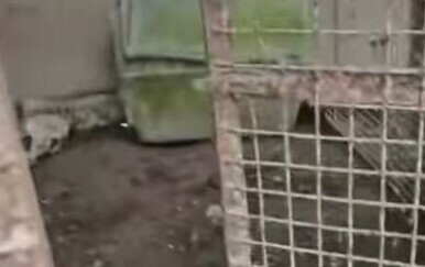 Dvorište sa zanemarenim i mrtvim životinjama - 1