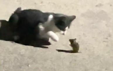 Miš i mačka