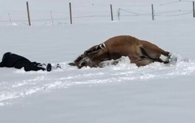 Kobila u snijegu