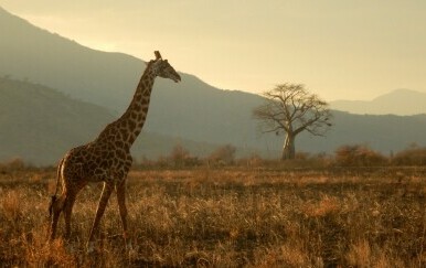 Tanzanija, Afrika