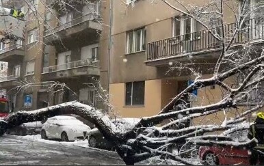 Stablo palo u centru Zagreba