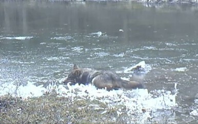 Sivi vuk uživa u igri na zaleđenoj lokvi