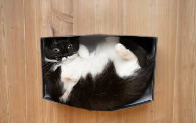 Studija genoma otkriva prekretnicu u povijesti pripitomljavanja mačaka