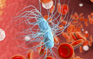 Escherichia coli