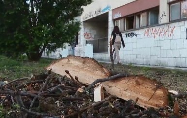 Prosječna starost stabla kestena - 1