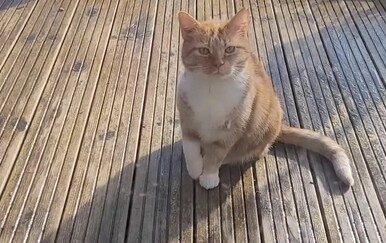 Mačka oduševila potezom, pogledajte kako je nasamarila vlasnike