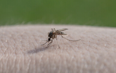 Omražene krvopije pokazuju se kao neočekivani saveznici u očuvanju prirode
