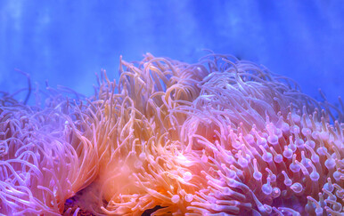 Ovi morski organizmi nemaju mozak, no spavaju poput čovjeka