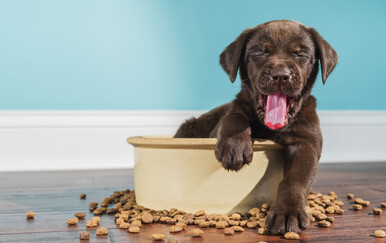 Pseća hrana ima iznenađujući utjecaj na okoliš, neka čak i značajno veći nego biste mislili