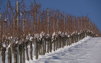 Vinare vesele niske temperature