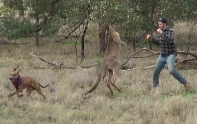 Bliski susreti sa životinjama završili obračunom, nisu očekivali ovakvu agresiju