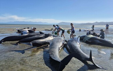 Nasukani kitovi u Novom Zelandu