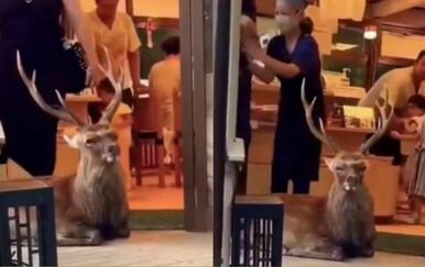 Ovakvog čuvara još niste vidjeli! Scena iz Japana oduševila publiku