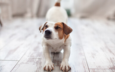 Što znači kada se pas protegne kad vas vidi?