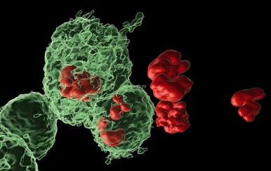 Ovo bi moglo promijeniti borbu protiv raka: Razotkriven misterij stanica koje odbijaju umrijeti