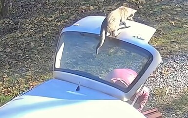 Njihove mačke su kraljice drame, vlasnici podijelili urnebesne snimke