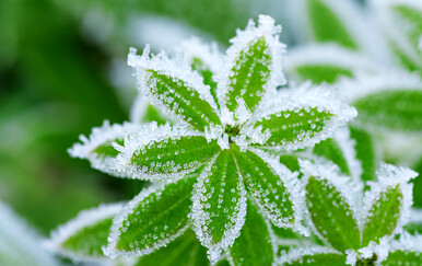 Kako se piše: mrazovi ili mrazevi