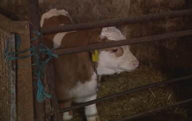 Hrvatska izgubila još 200 proizvođača: "Nismo mogli izdržati s otkupnim cijenama"