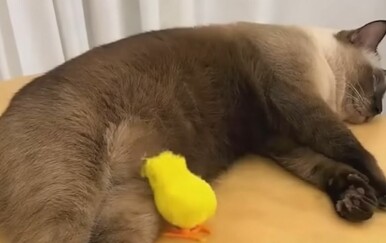 Što to izvode? Njihove mačke su neiscrpan izvor zabave, vlasnici ih uhvatili na djelu