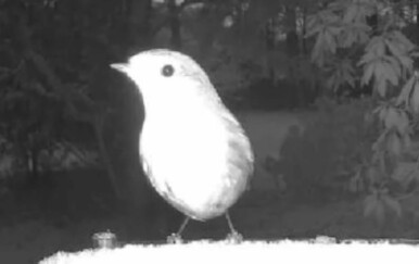 Podijelio snimku hranilice za ptice i primijetio jeziv detalj u pozadini! Korisnici podijelili i svoje teorije