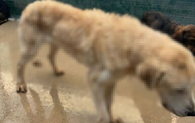 Udruga Prijatelji životinja podnijela kaznenu prijavu protiv tvrtke As-Eko