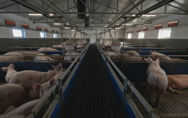 Cijene ovog mesa pale ispod proizvođačkih, farmeri traže pomoć ministra: "Mi ne vidimo svjetlo na kraju tunela"