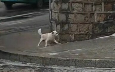 Psić zapeo na zaleđenom nogostupu, a onda je uslijedio urnebesni obrat