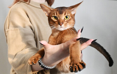 Najljepša mačka na svijetu je mačak Darlen iz Rusije