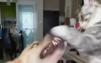 Suživot mačaka i pasa može biti pravi cirkus, vlasnici podijelili dramatične prizore