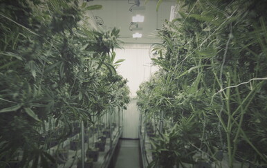 U Hrvatskoj porastao broj zapljena ilegalnih supstanci