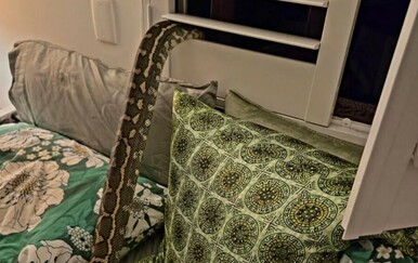 Žena se probudila s pitonom na prsima