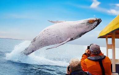 Bliski susreti sa životinjama izazivaju strahopoštovanje, pogledajte nevjerojatne prizore