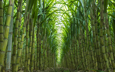 Je li šećerna trska prava alternativa fosilnim gorivima na bazi ugljika?