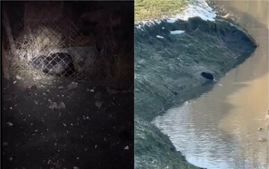 Sve više barskih nutrija viđeno kod Čazme, jedna se pojavila i u Zagrebu