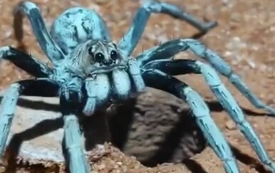 Čudo prirode nasmijalo gledatelje, urnebesna reakcija postala hit na društvenim mrežama